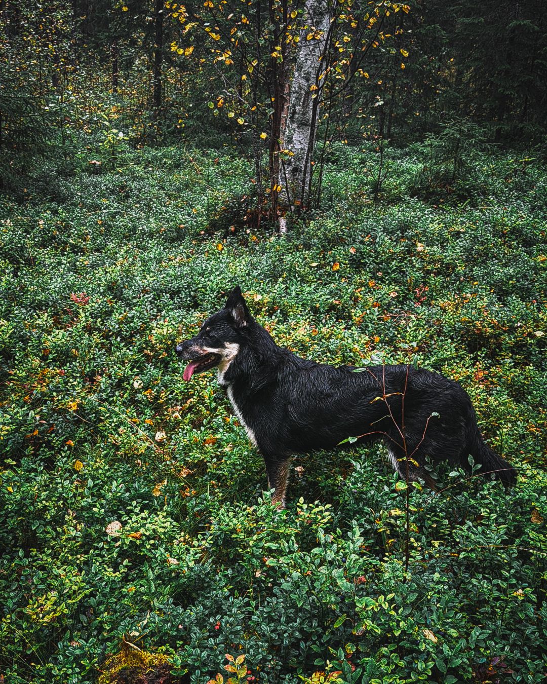 A black and tan dog stands alert in a dense forest floor covered with blueberry bushes turning shades of red and orange, tongue out and ears perked. A slender birch tree with autumn-tinged leaves rises behind it, surrounded by dense woodland.
