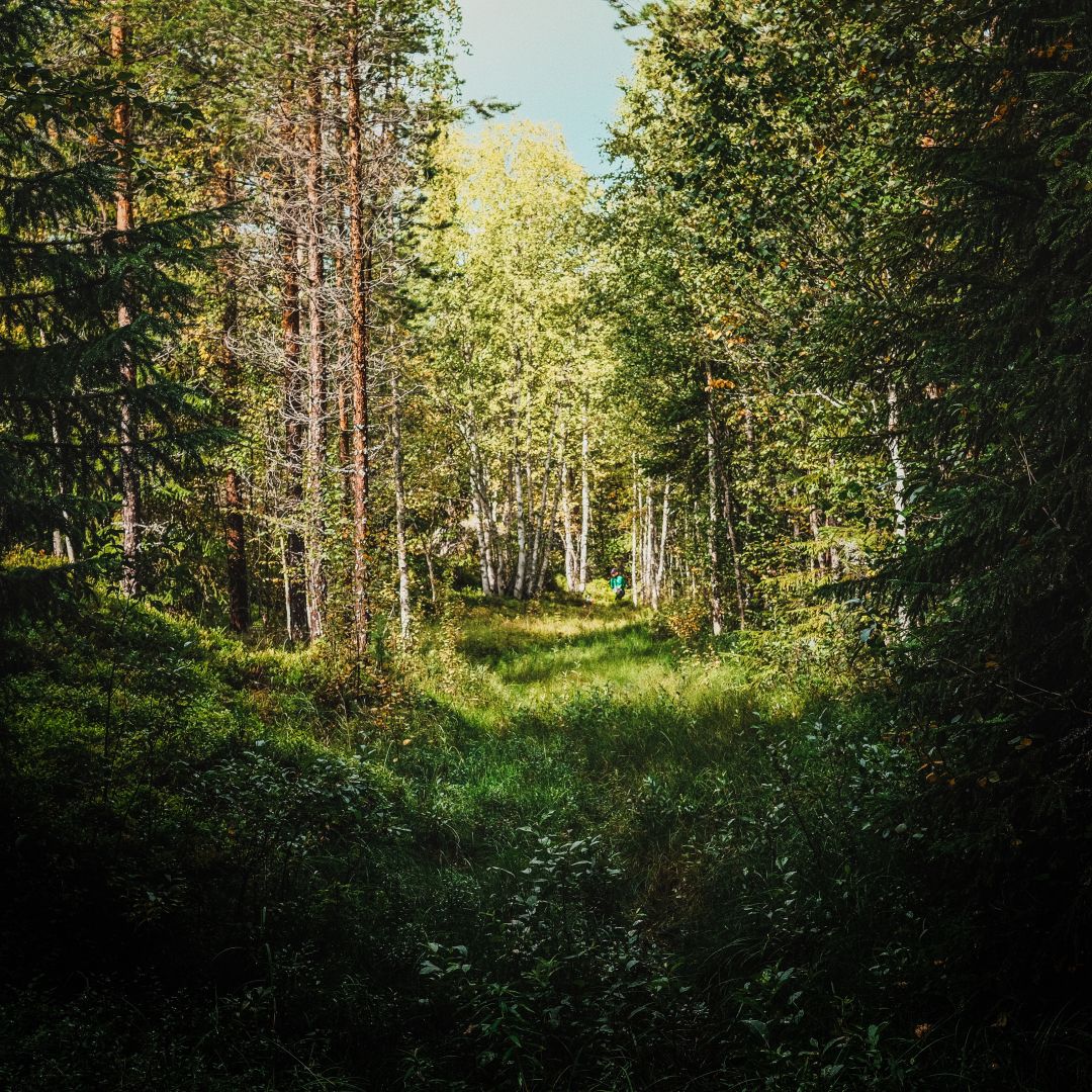 A narrow grassy path winds through a dense summer forest, flanked by tall birch and pine trees. Warm sunlight filters through the canopy, illuminating the green foliage ahead, where a small figure is visible walking in the distance.