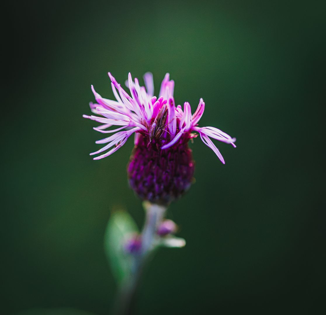 A close-up macro shot of a pink knapweed flower with delicate, thread-like petals unfurling from a dark purple bud, set against a soft, dark green blurred background. A budding stem with a small leaf appears below, out of focus.