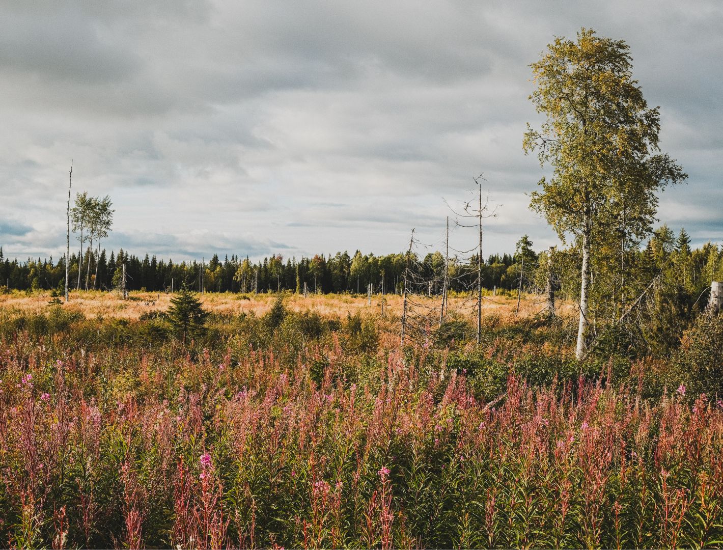 A wide meadow filled with tall, blooming fireweed in shades of pink and red stretches toward a line of dark spruce forest under a heavily clouded sky. Scattered bare tree trunks and a young birch stand among the golden grasses in the middle distance.