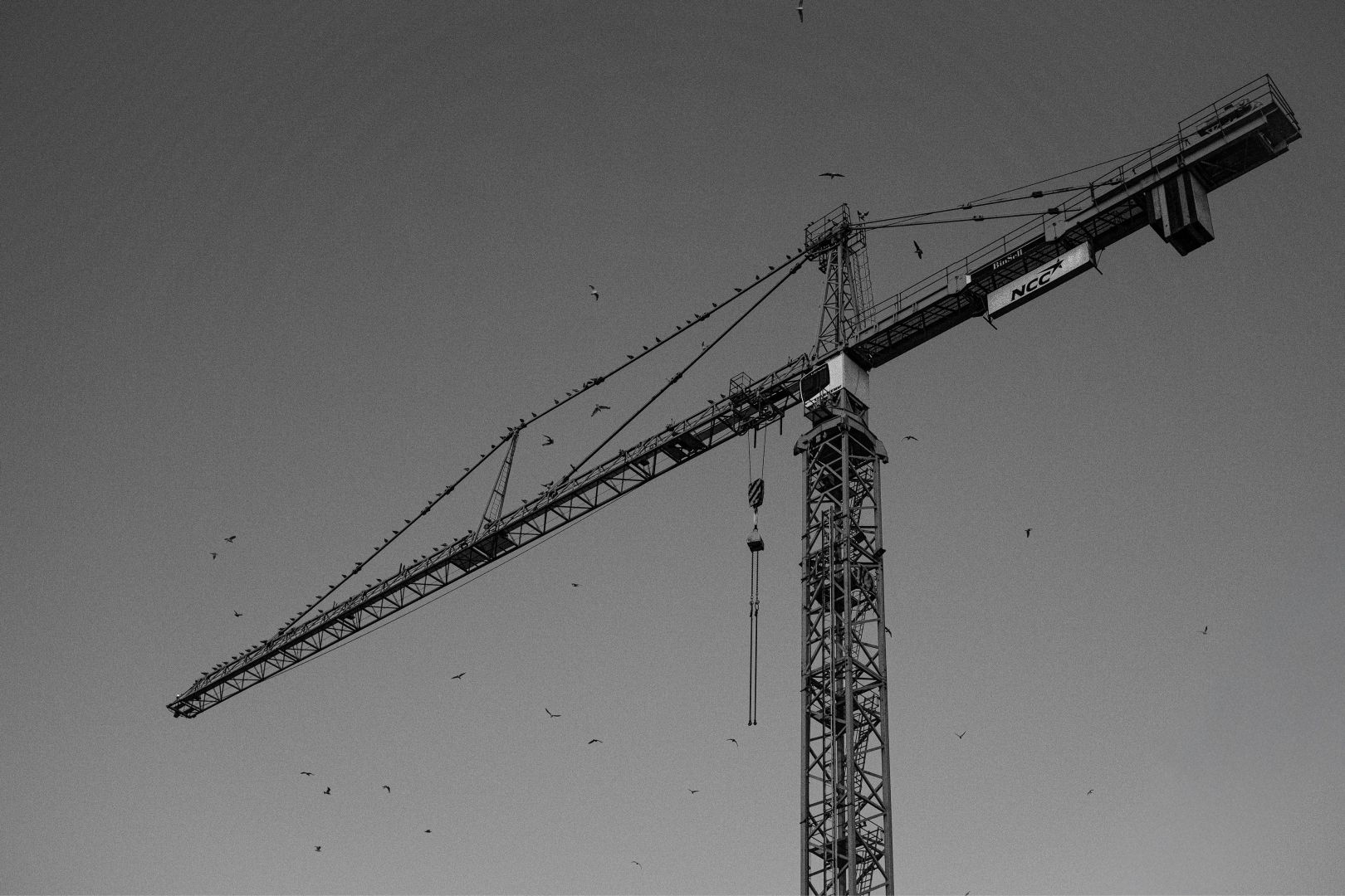 A black and white photo of a tall tower crane against a plain grey sky, with numerous birds scattered in flight around it. The crane’s boom stretches diagonally across the upper part of the frame, with a hook hanging down from its jib.