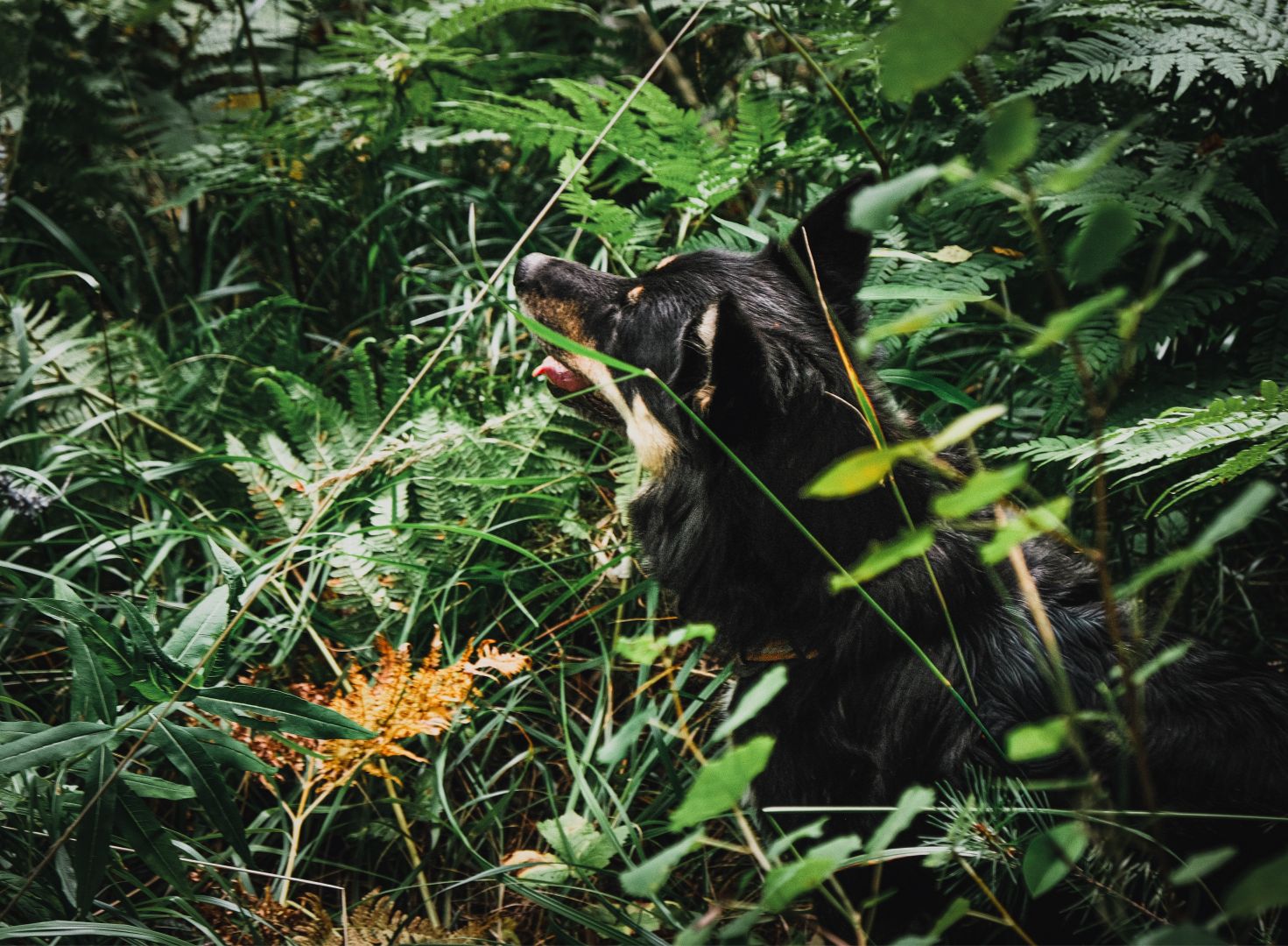 A black and tan dog stands amid tall green ferns and undergrowth, looking up and to the left with mouth slightly open. Dense foliage surrounds it on all sides, with a patch of golden-brown dried plants visible at the lower left.