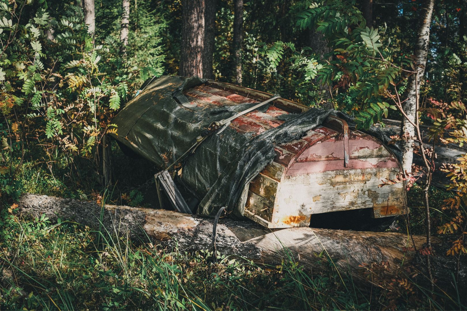 An old, weathered structure covered in a torn tarp lies abandoned in a dense forest, resting on a fallen log among ferns and birch trees. The wooden and metal frame beneath the tarp shows signs of decay, with peeling paint in white and rust tones.